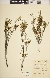 Image of Acmadenia tetracarpellata