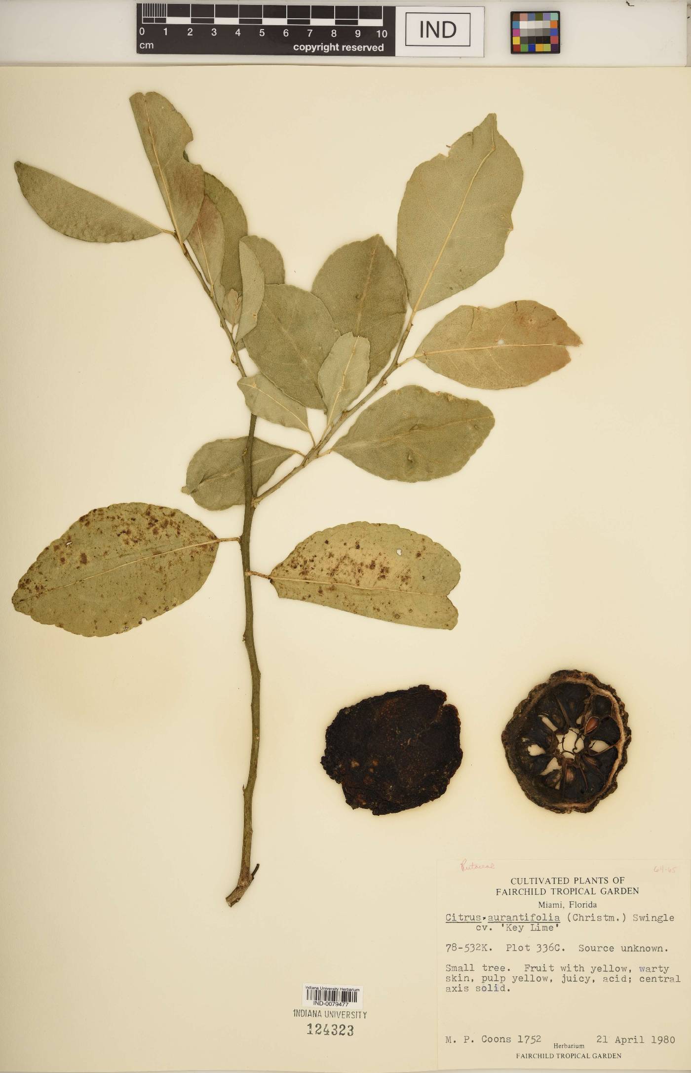 Citrus × aurantiifolia image