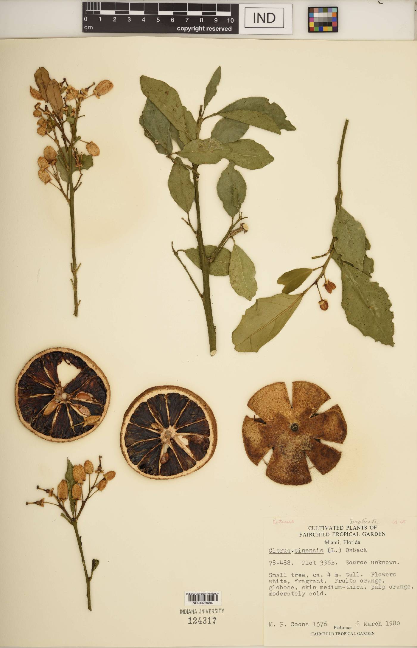 Citrus × sinensis image