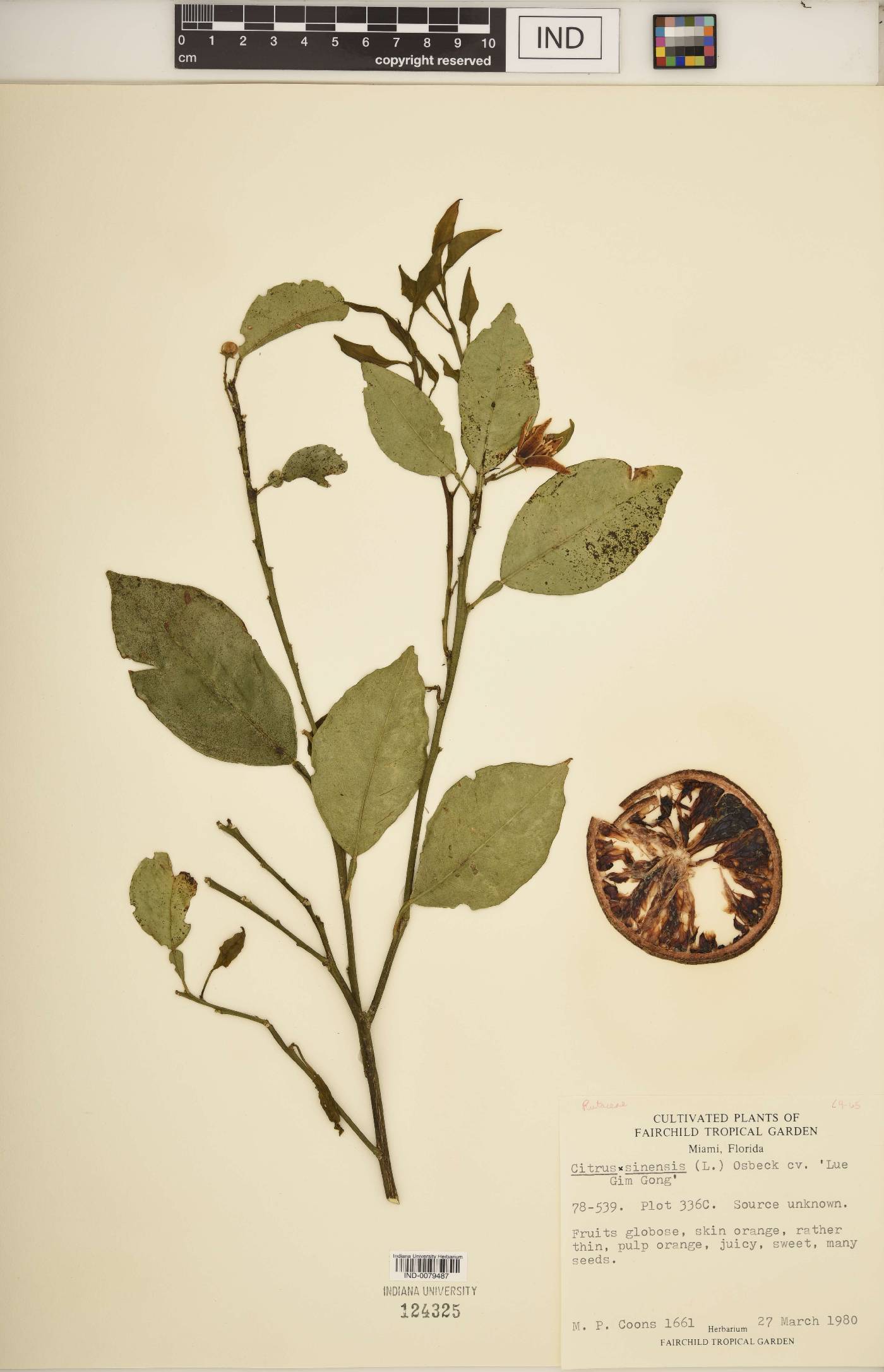 Citrus × sinensis image