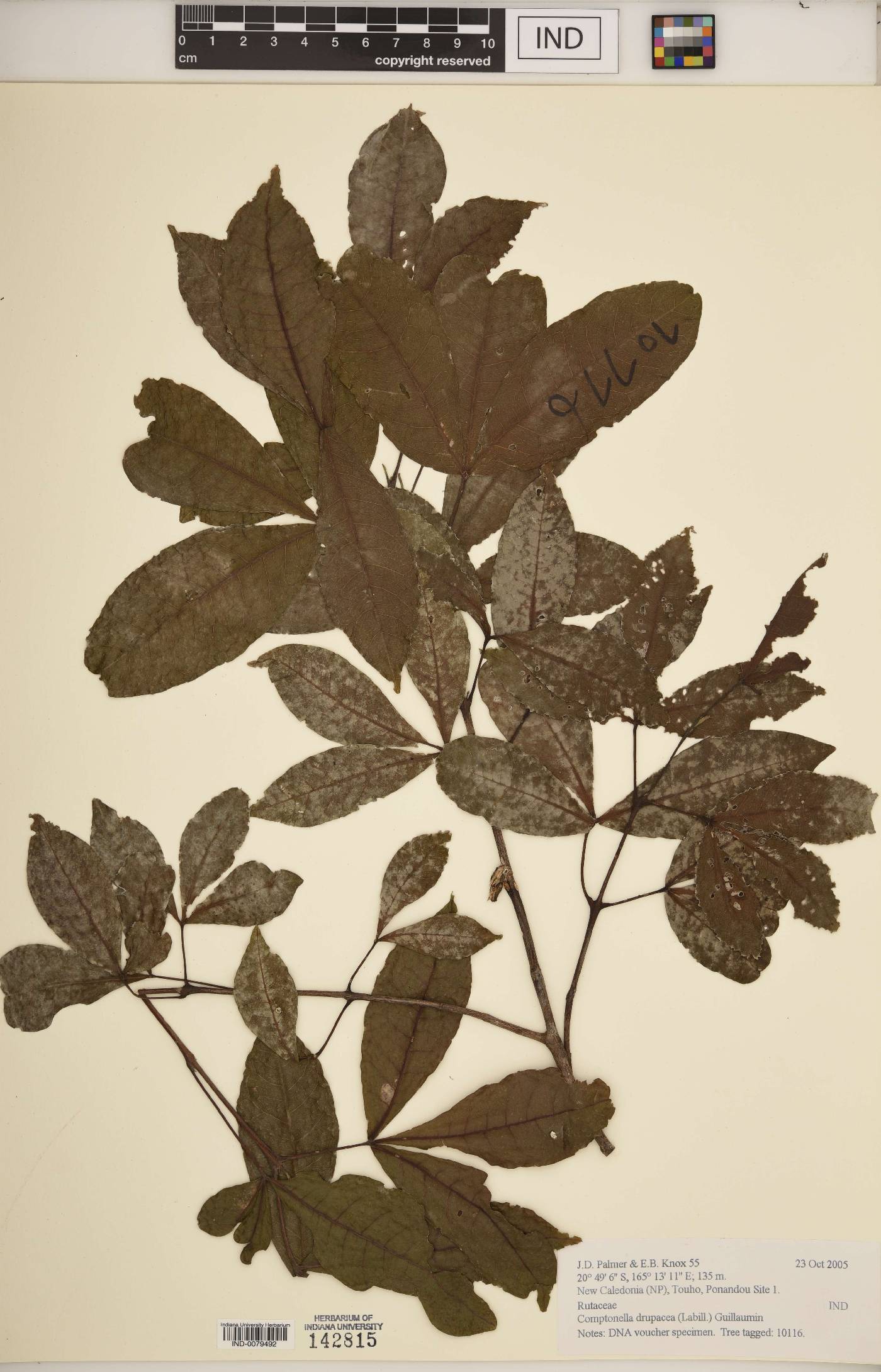 Comptonella drupacea image