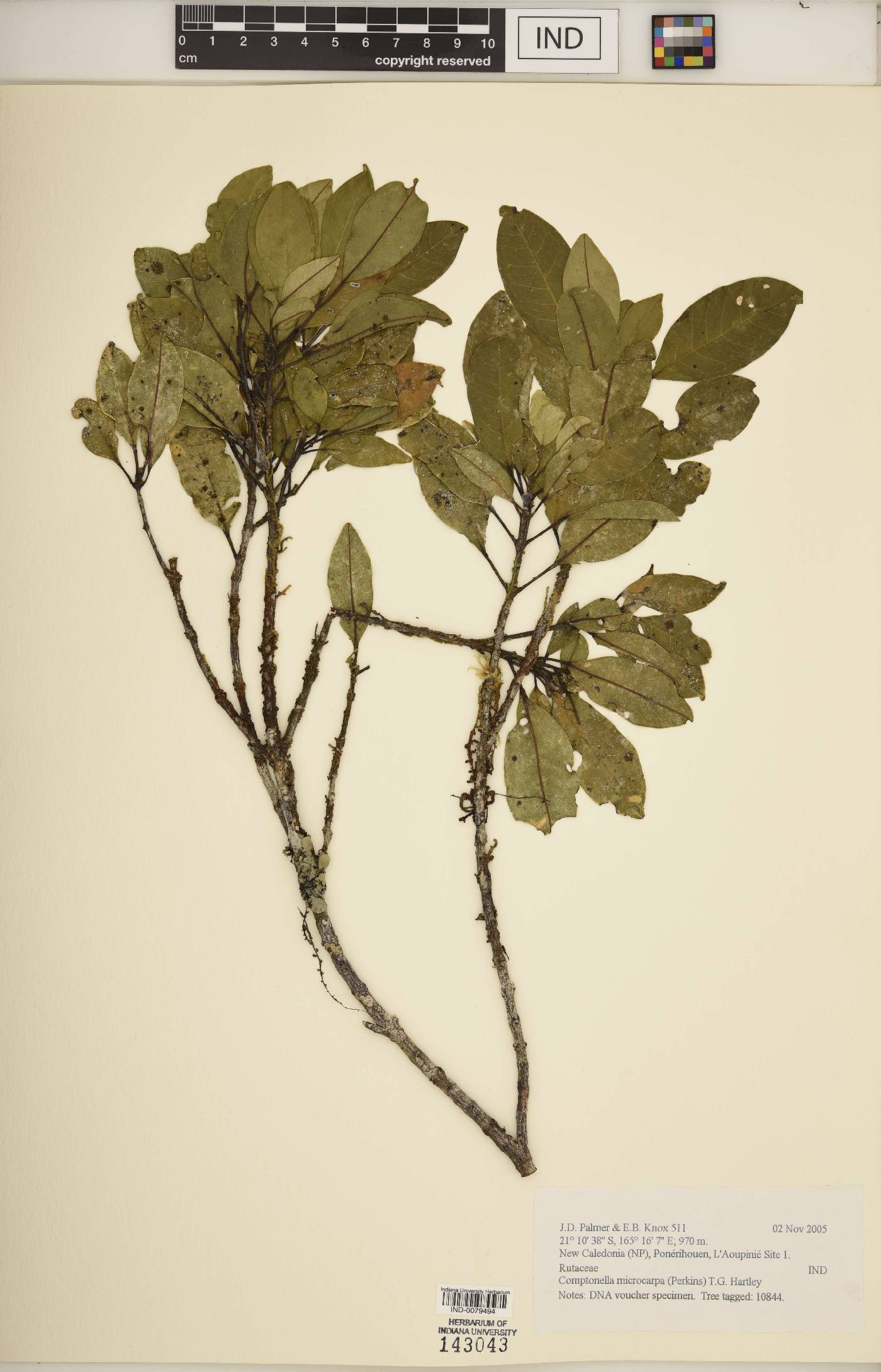 Comptonella microcarpa image