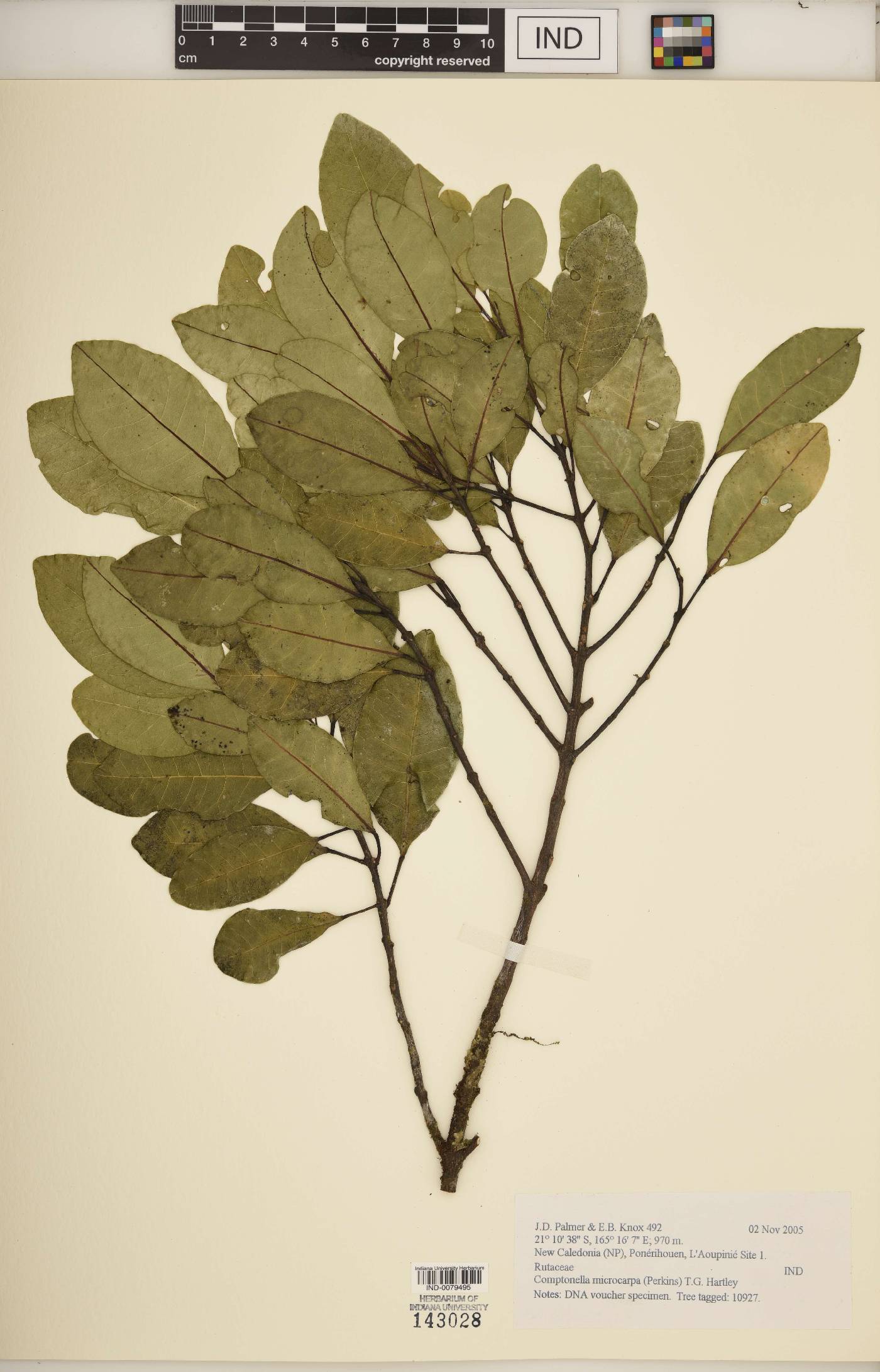 Comptonella microcarpa image