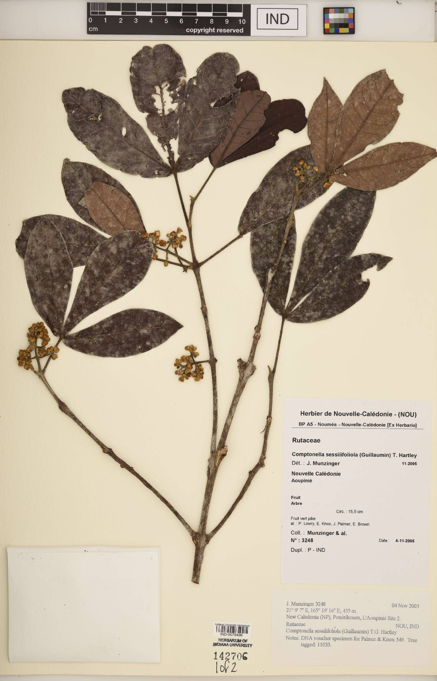 Comptonella image