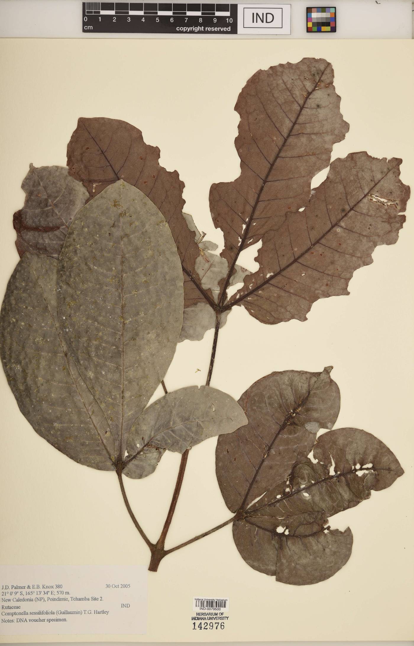 Comptonella sessilifoliola image