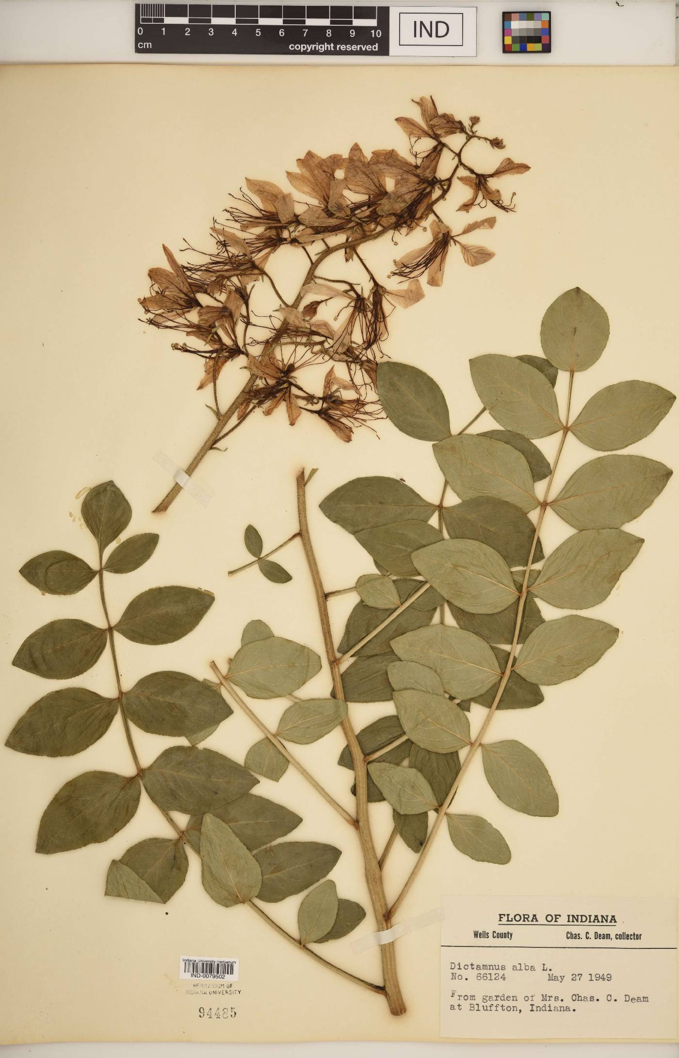 Dictamnus albus image