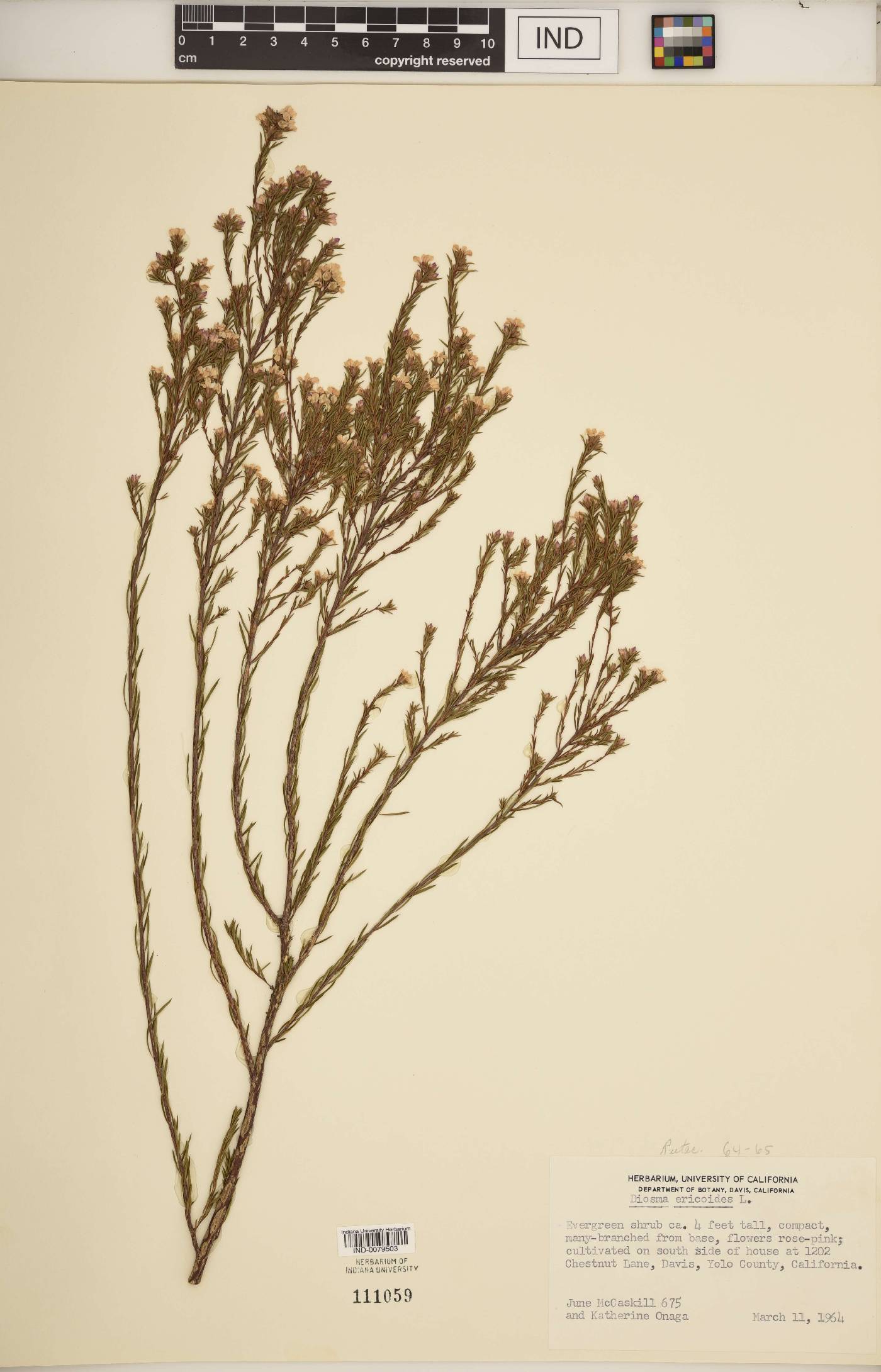 Diosma ericoides image