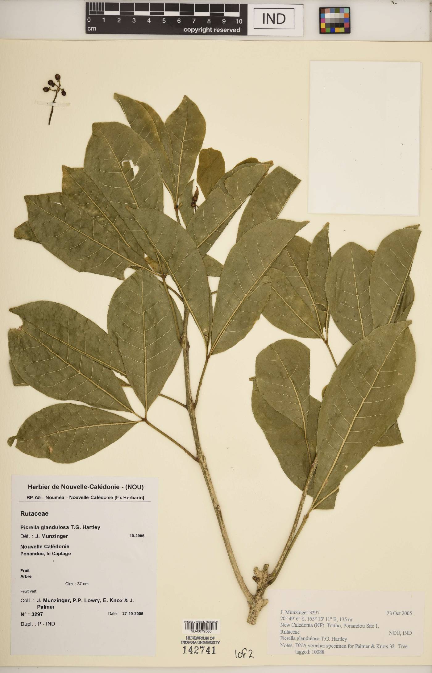 Picrella glandulosa image