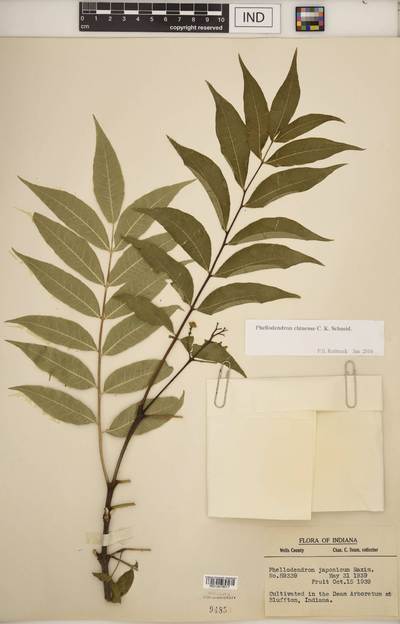 Phellodendron chinense image