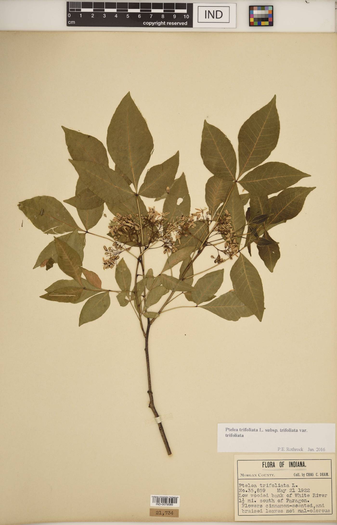 Ptelea trifoliata var. trifoliata image