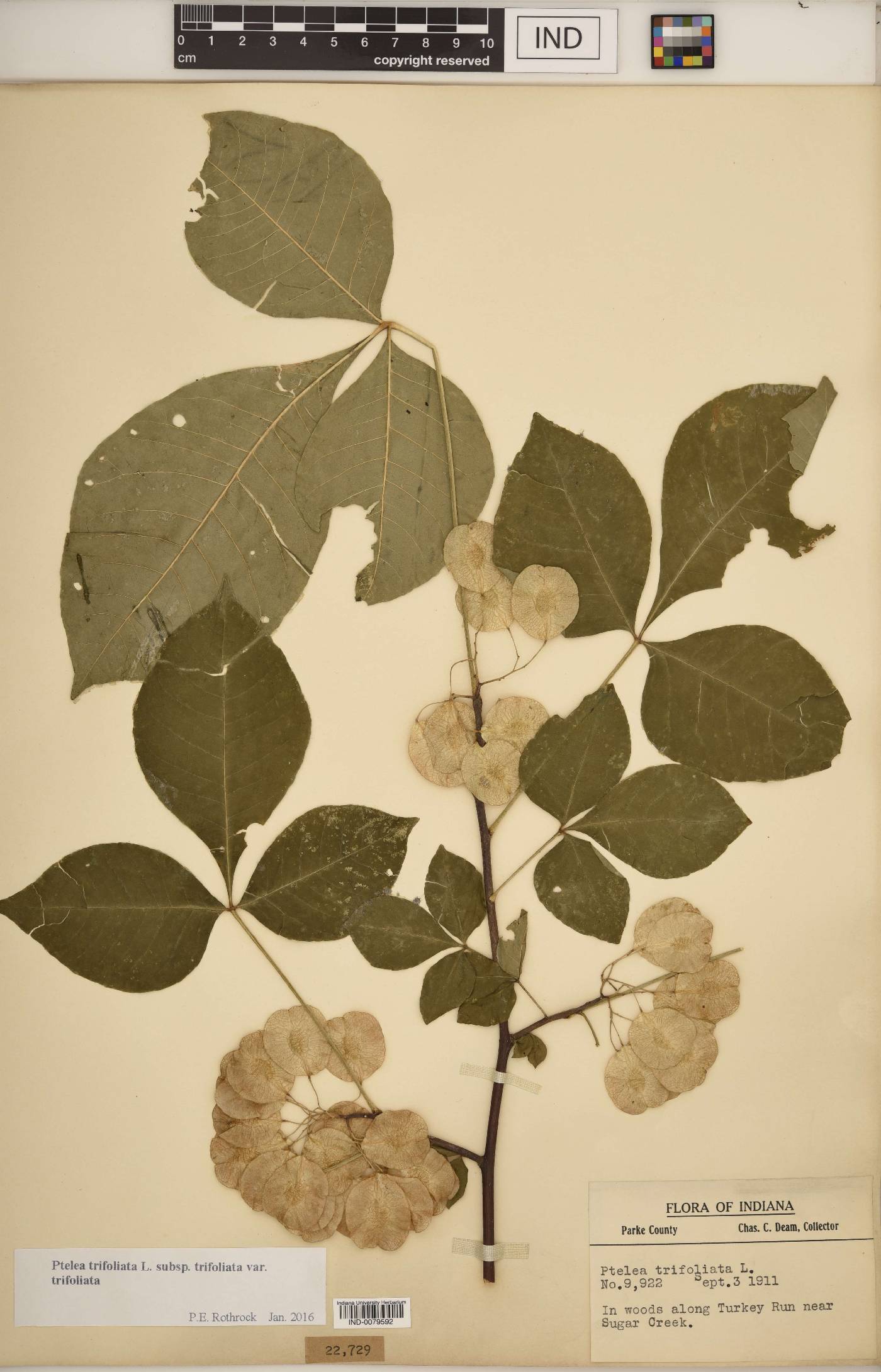 Ptelea trifoliata var. trifoliata image