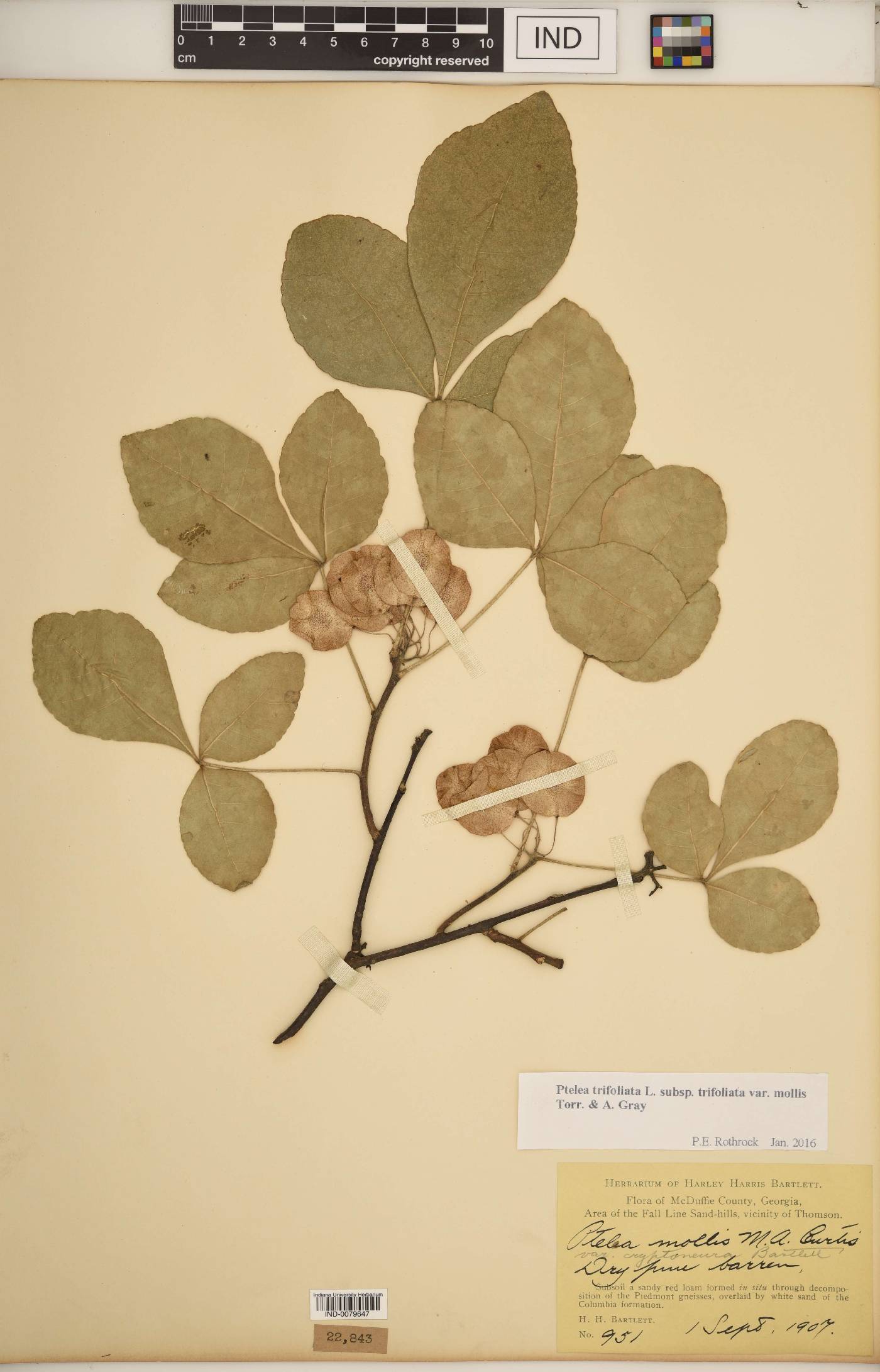 Ptelea trifoliata var. trifoliata image