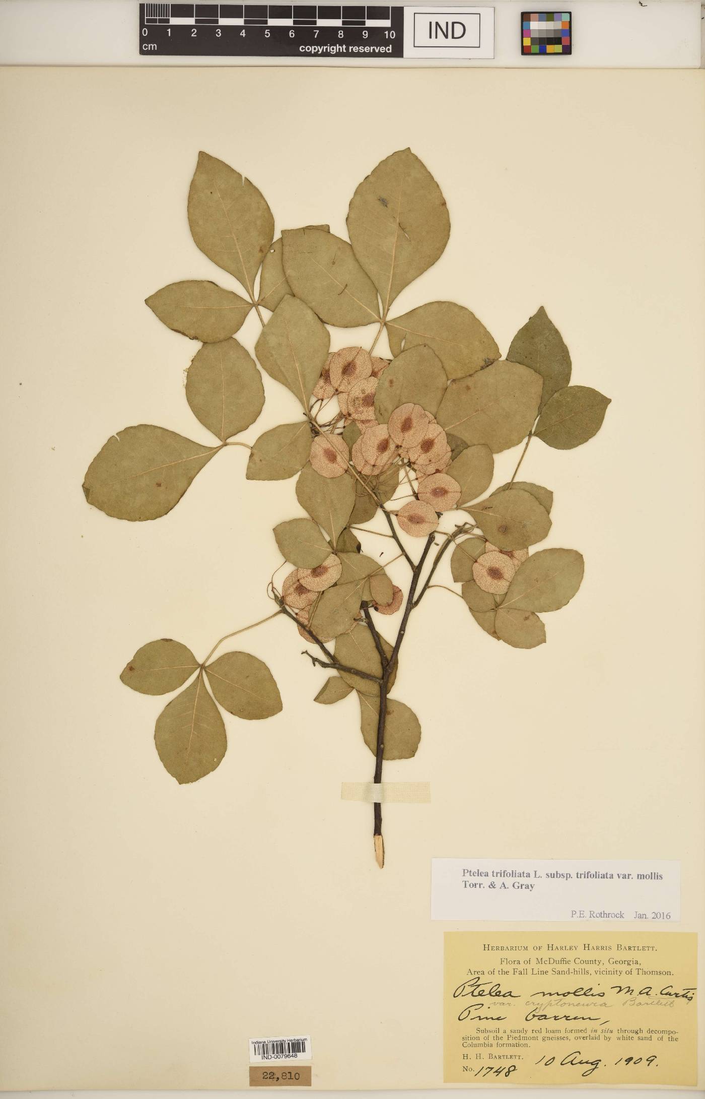 Ptelea trifoliata var. trifoliata image