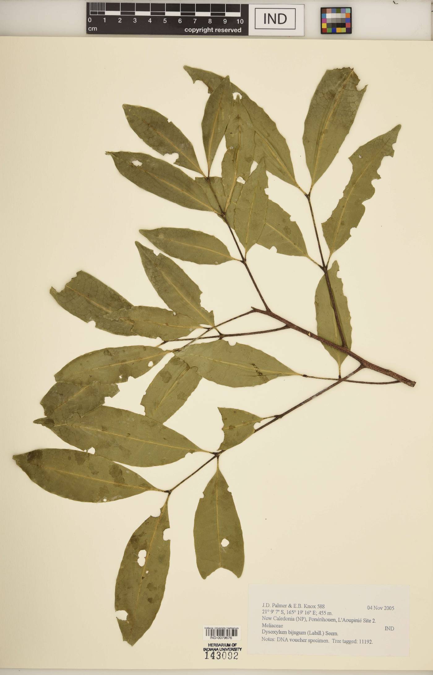 Dysoxylum bijugum image
