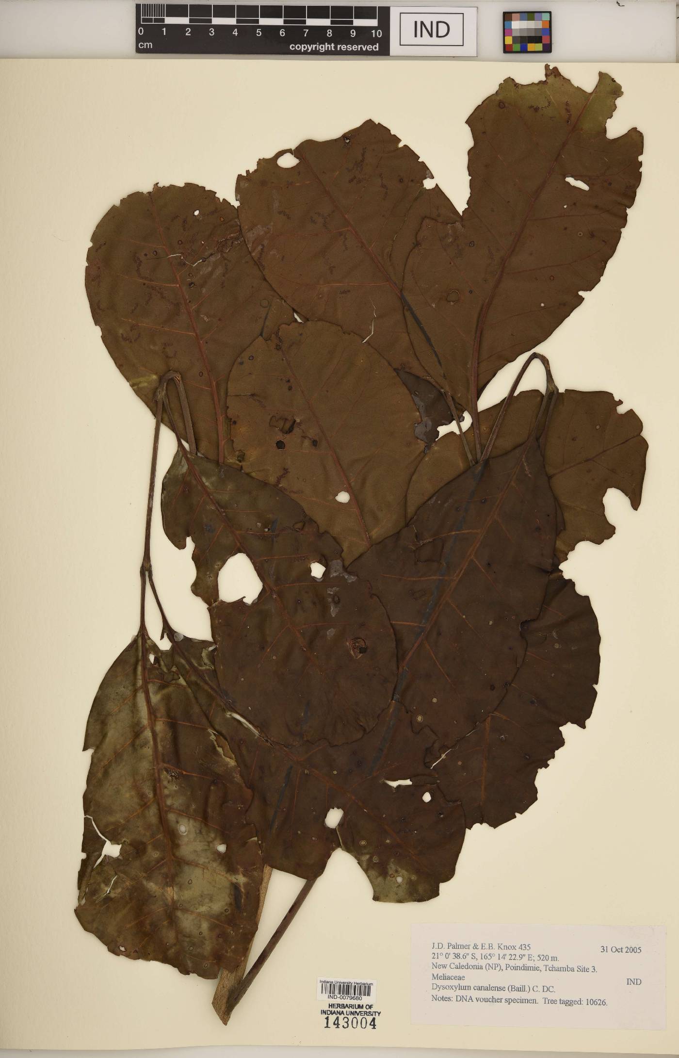 Dysoxylum canalense image
