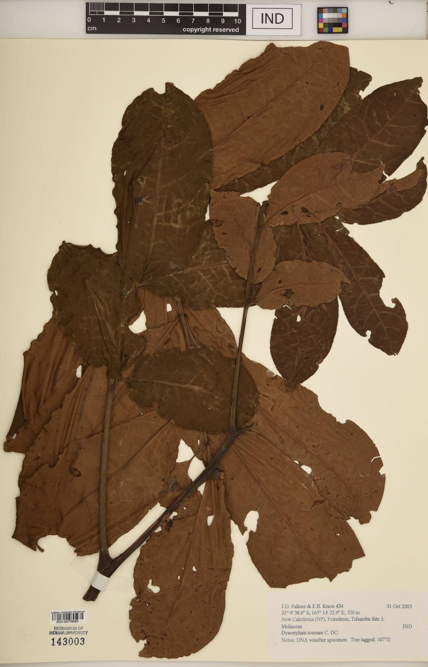 Dysoxylum roseum image