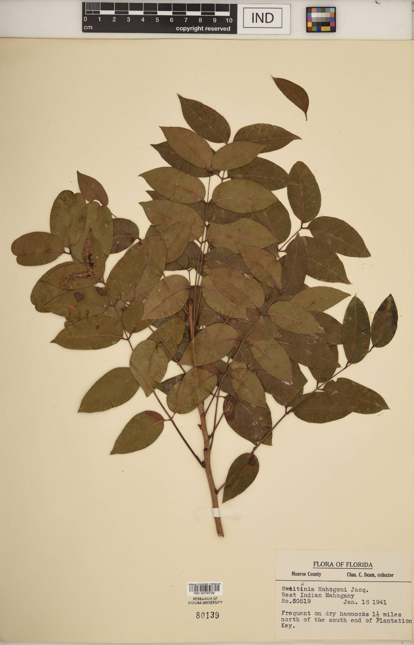 Sandoricum koetjape image