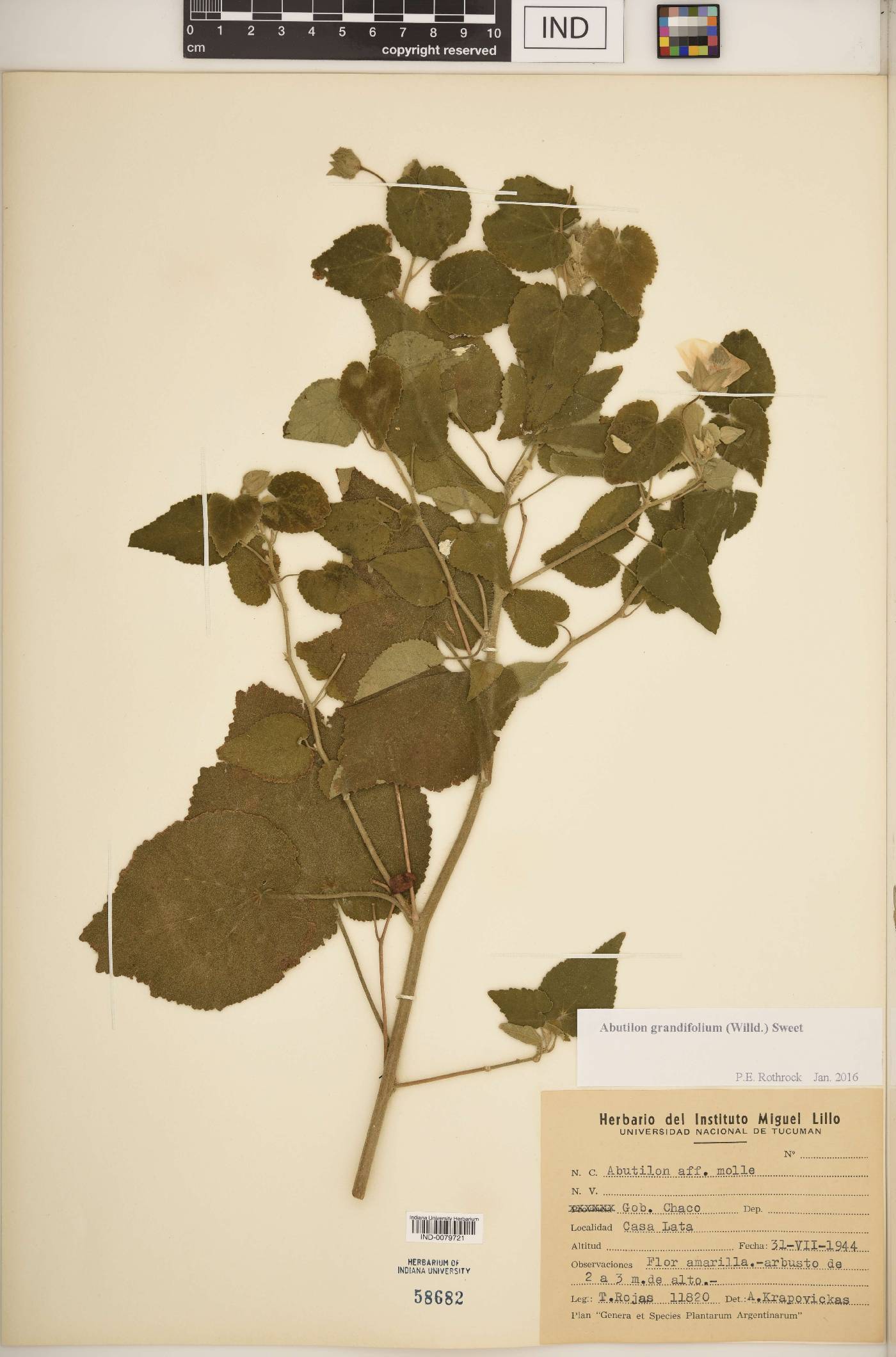 Abutilon grandifolium image