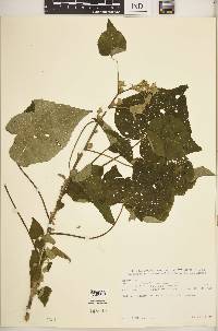 Abutilon mauritianum image