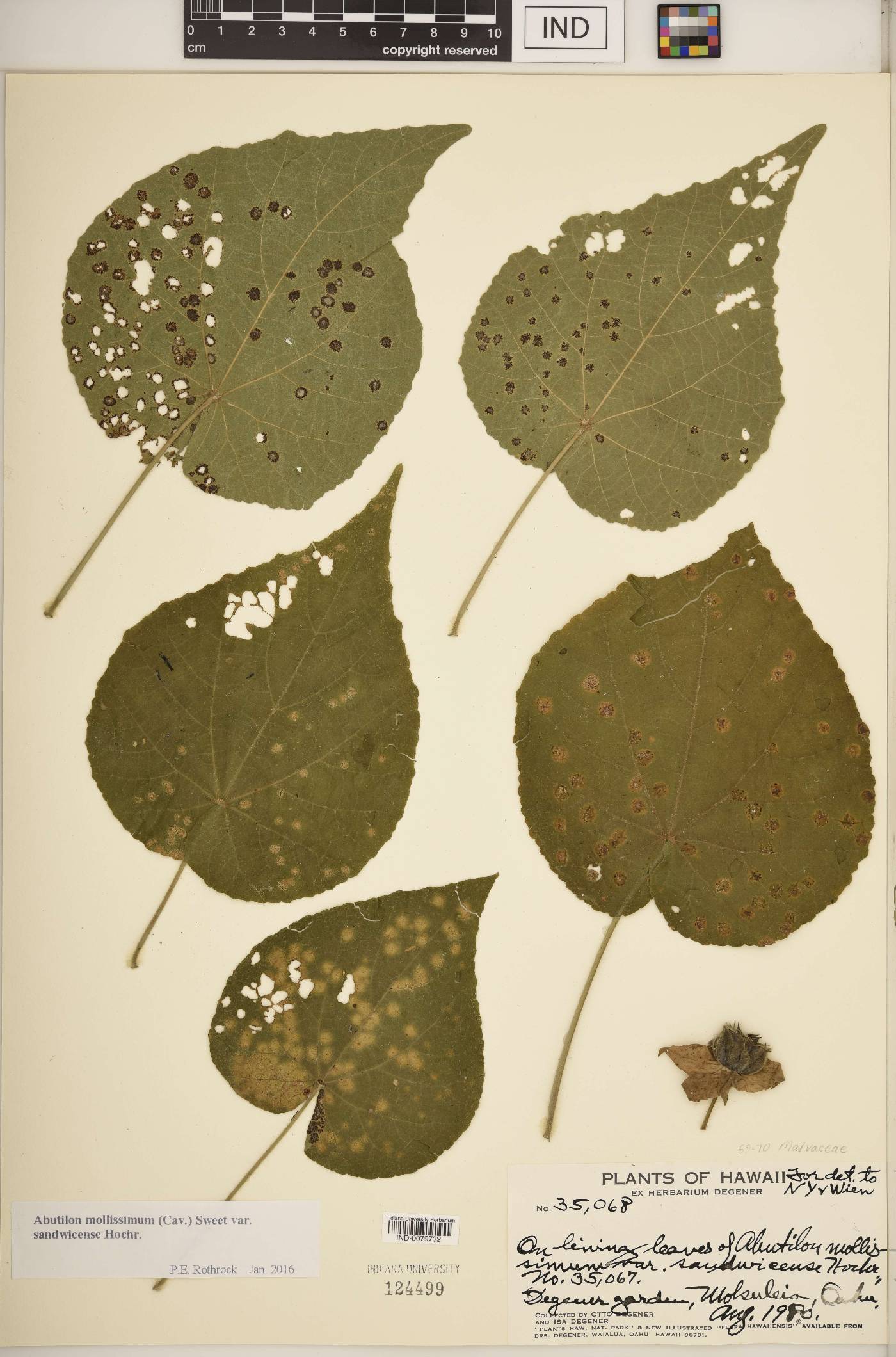 Abutilon mollissimum var. sandwicense image