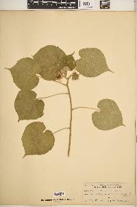 Abutilon theophrasti image