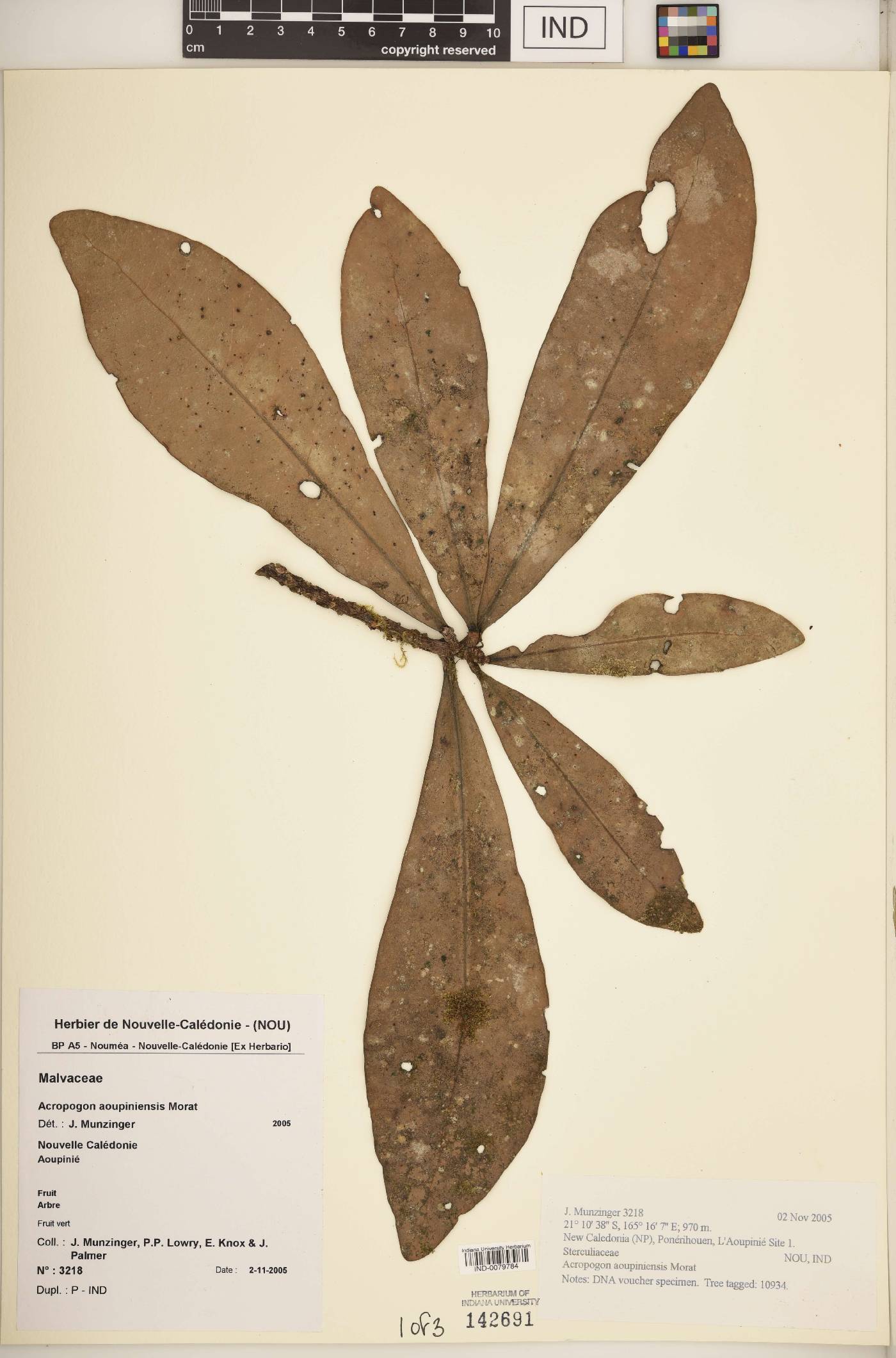 Acropogon aoupiniensis image