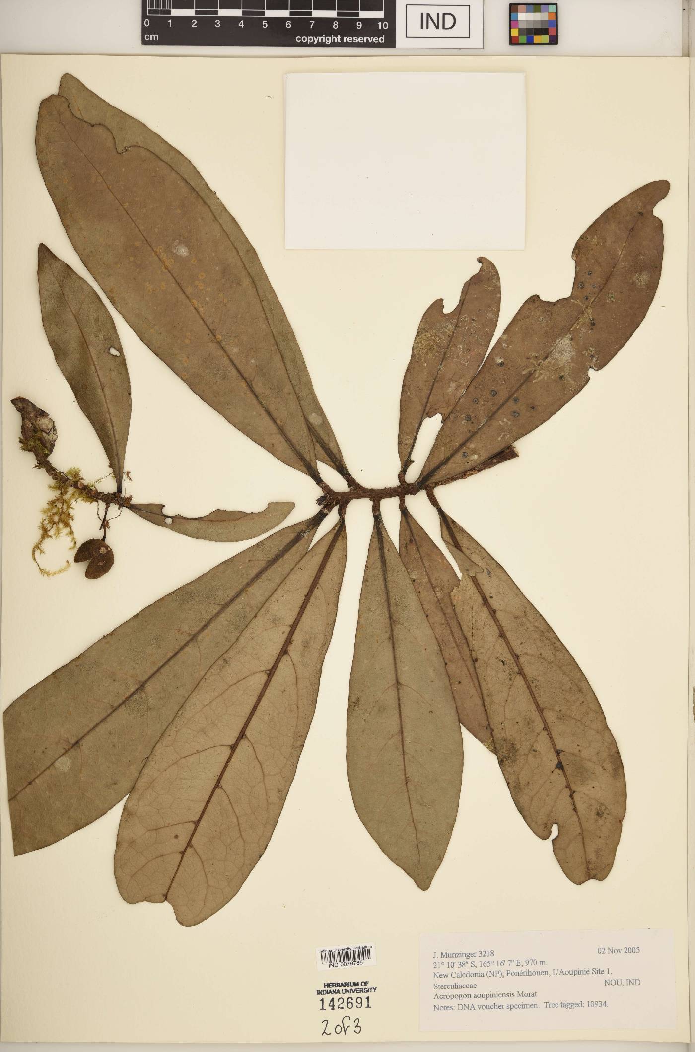 Acropogon aoupiniensis image