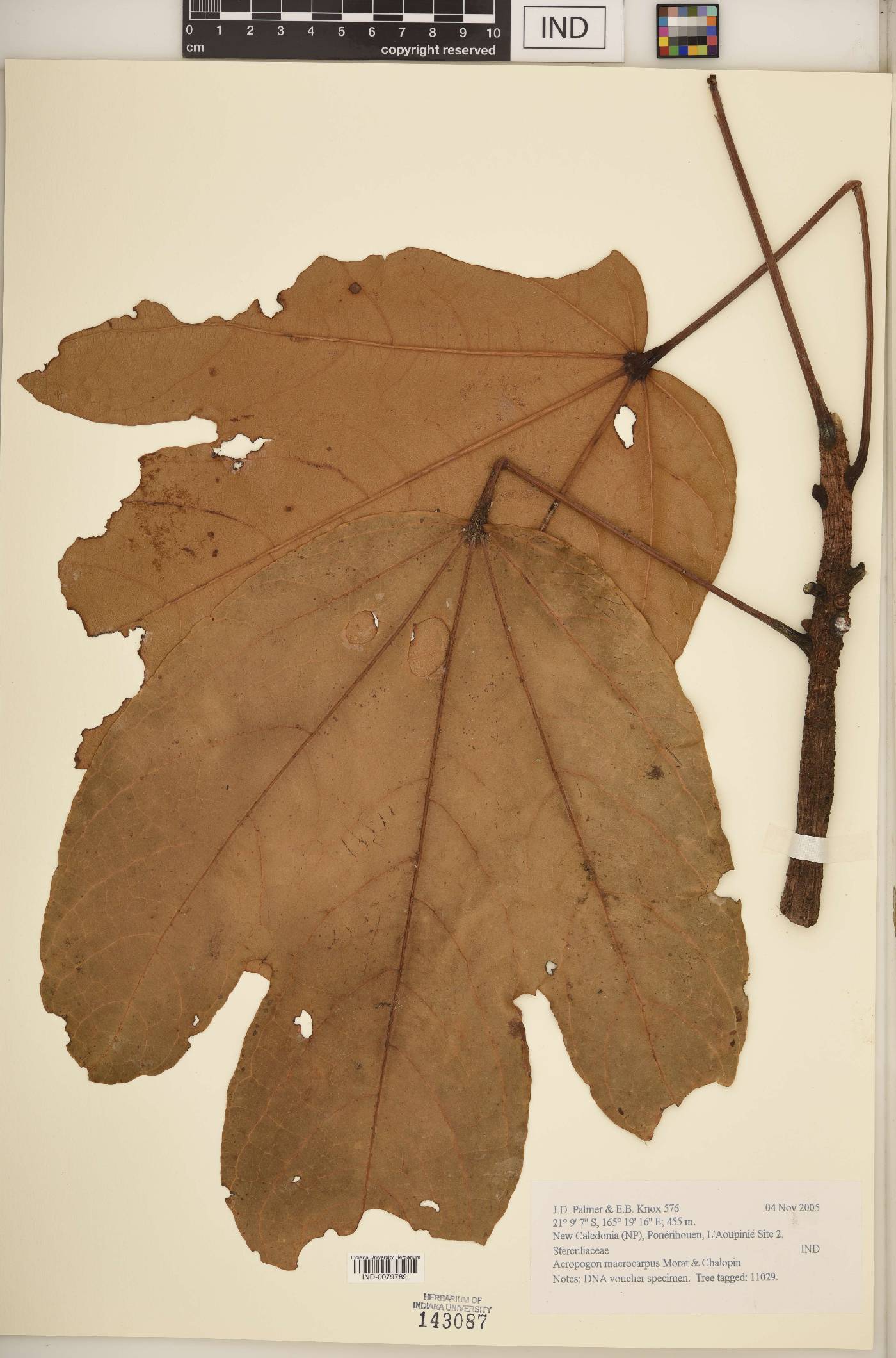 Acropogon macrocarpus image
