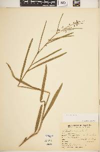 Byttneria scabra image