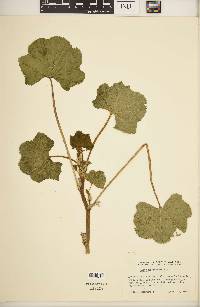 Malva nicaeensis image