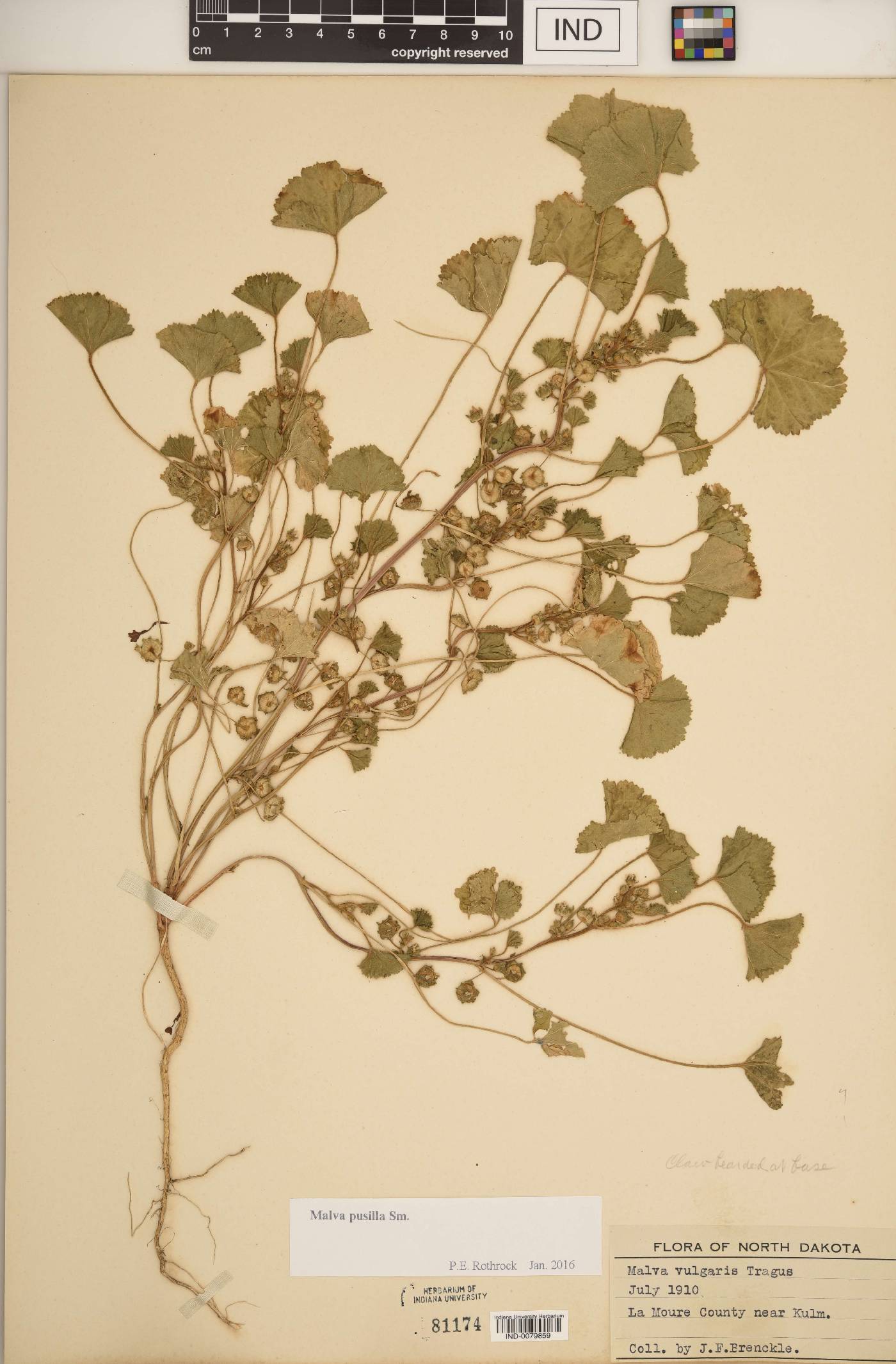 Malva pusilla image