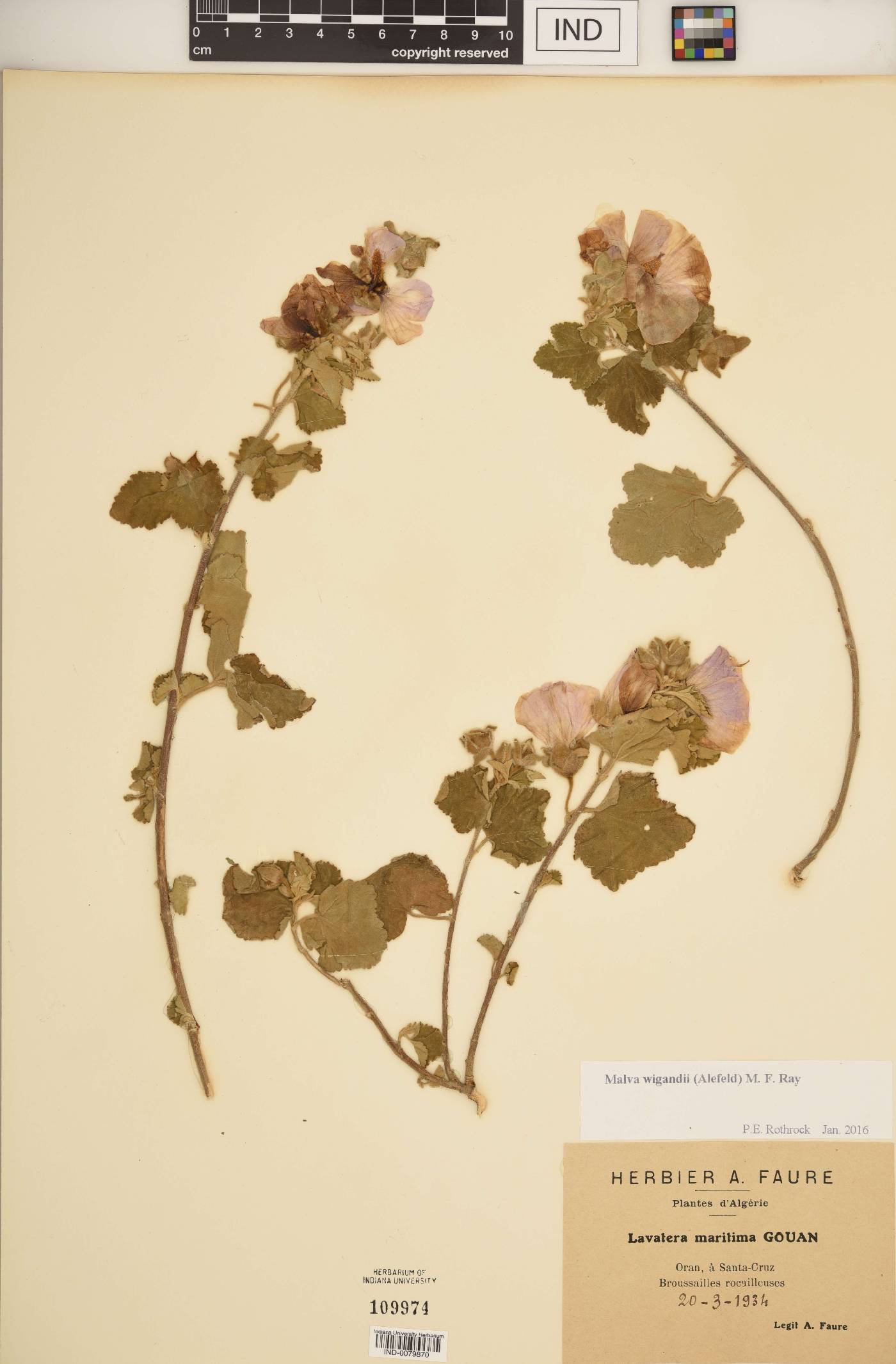 Malva wigandii image