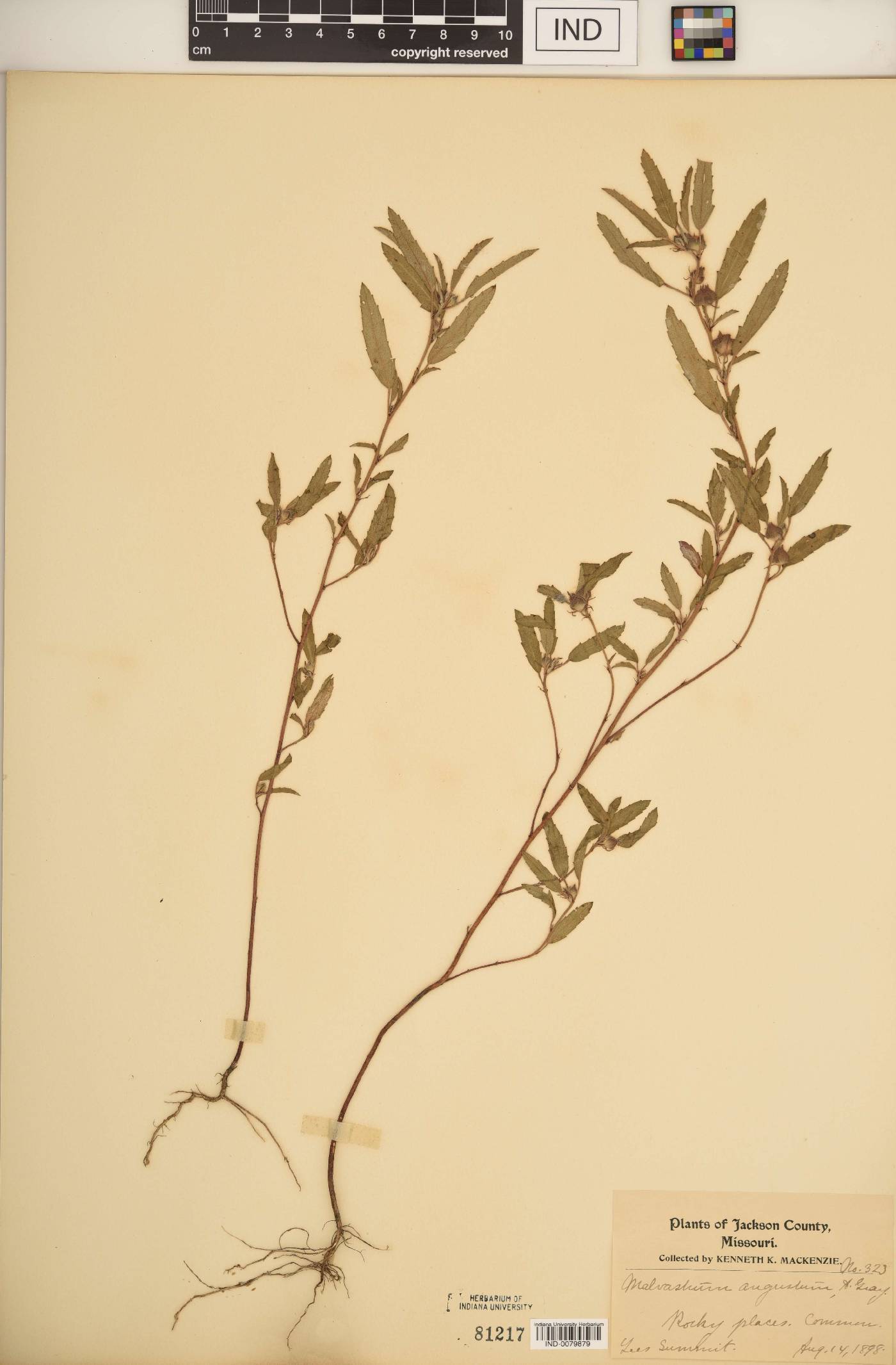 Malvastrum angustum image