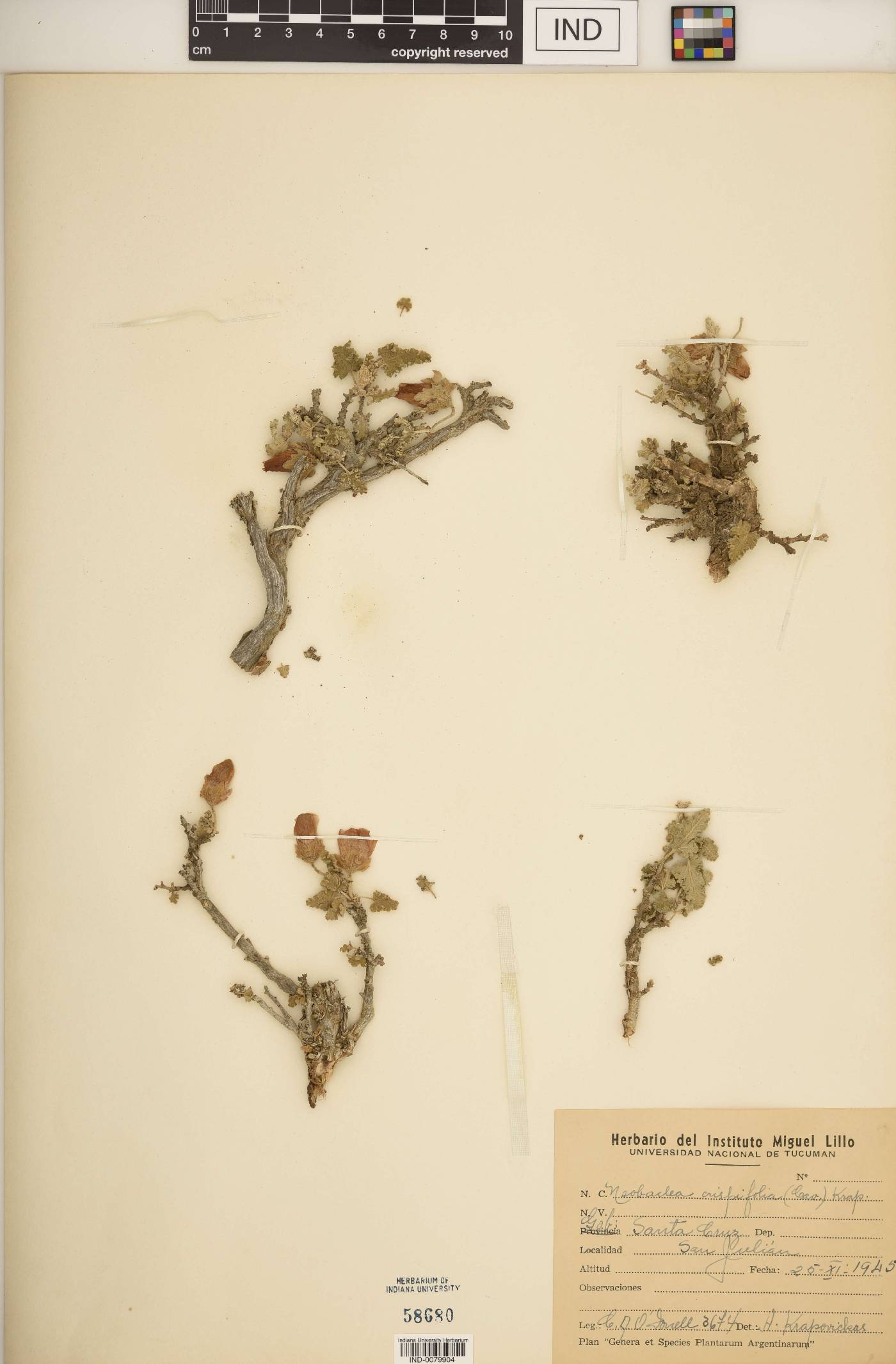 Neobaclea crispifolia image