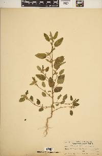 Sida spinosa image