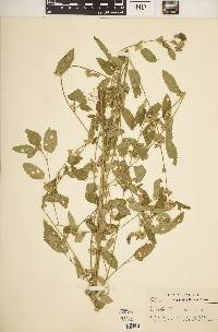 Sida spinosa image