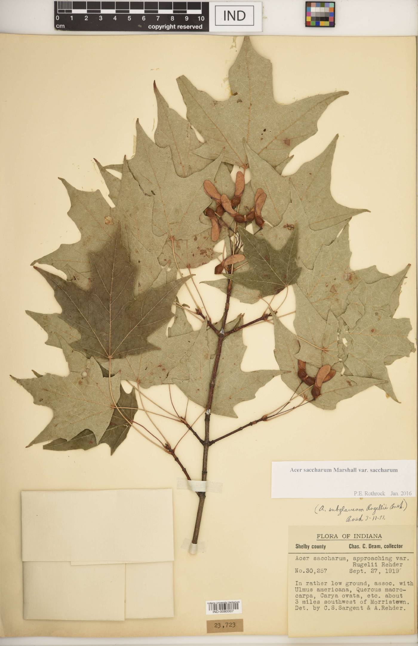 Acer saccharum var. saccharum image