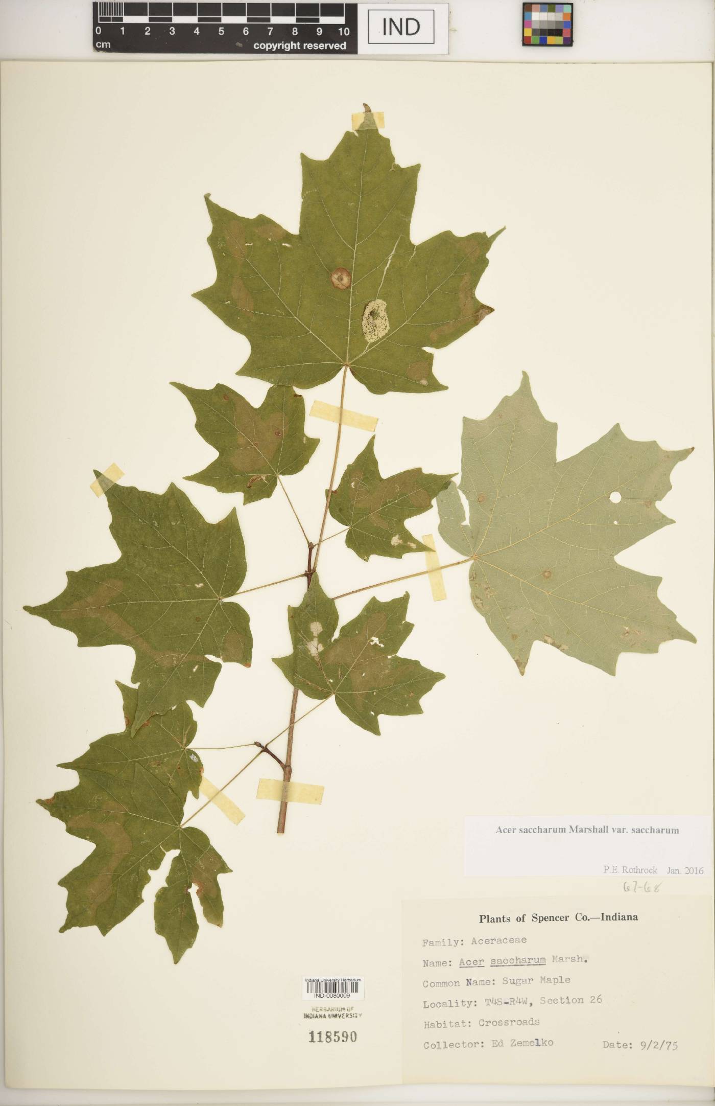 Acer saccharum var. saccharum image