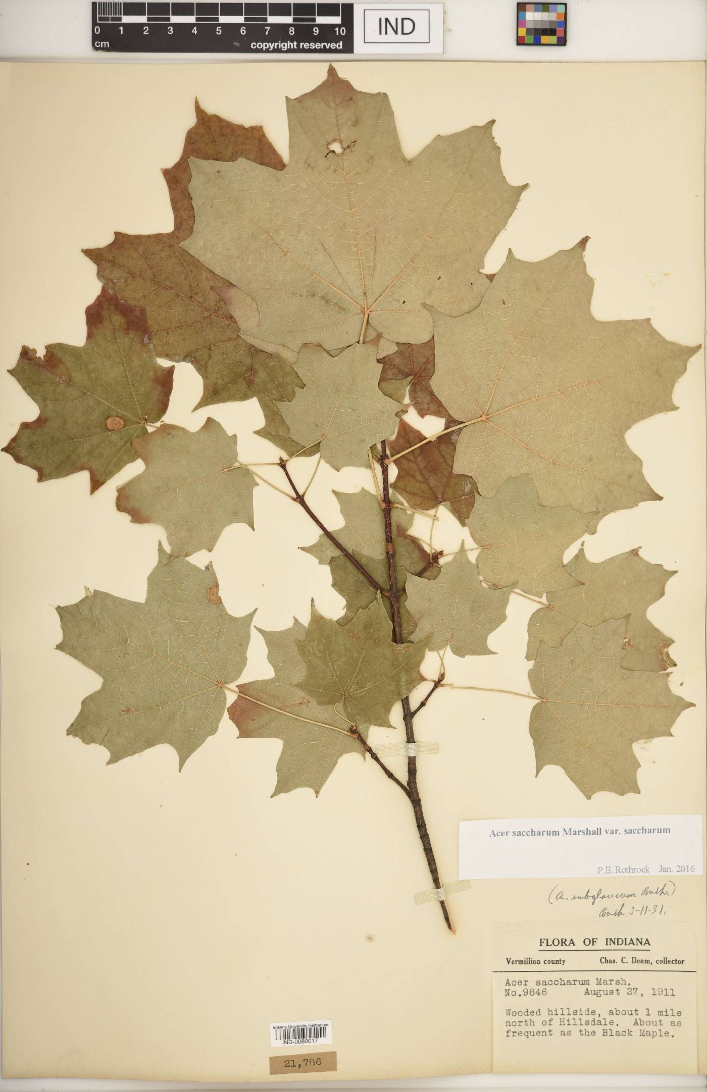 Acer saccharum var. saccharum image