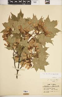 Acer saccharum var. saccharum image