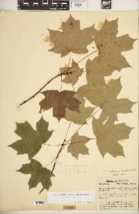 Acer saccharum var. saccharum image