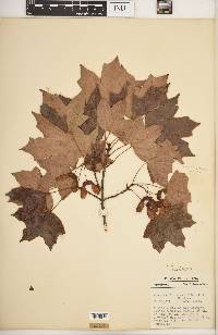 Acer saccharum var. schneckii image