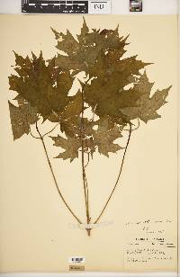 Acer saccharum var. schneckii image