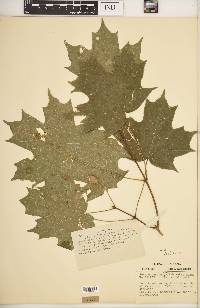 Acer saccharum var. schneckii image