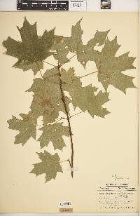 Acer saccharum var. schneckii image