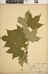 Acer saccharum var. schneckii image