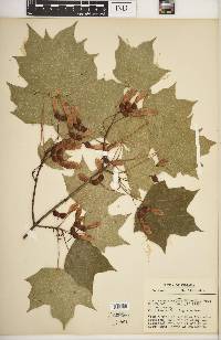 Acer saccharum var. schneckii image