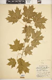 Acer saccharum var. schneckii image