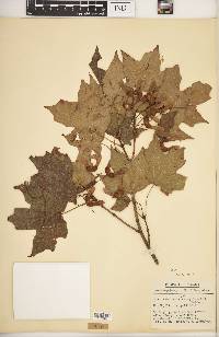 Acer saccharum var. schneckii image