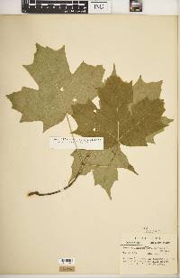 Acer saccharum var. schneckii image